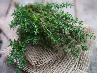 Cây xạ hương- Công dụng và hình ảnh sinh động dễ hiểu