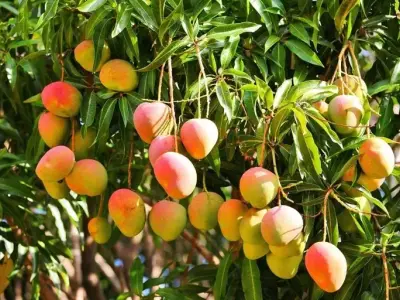 Hướng Dẫn Trồng Và Chăm Sóc Cây Xoài Để Ra Quả Ngon Lành