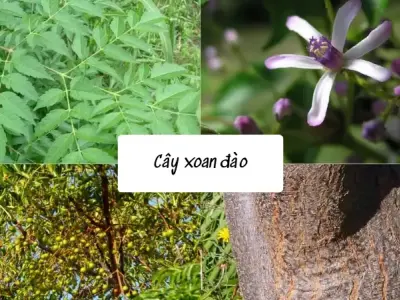 Khám phá giá trị và vẻ đẹp tự nhiên của cây xoan đào
