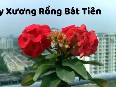 Hình ảnh cây Xương Rồng Bát Tiên và ý nghĩa phong thủy