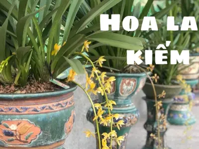 Hoa lan kiếm – Vẻ đẹp thanh lịch và ý nghĩa phong thủy