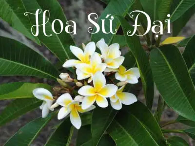Hoa sứ đại – loài hoa thanh khiết mang nhiều ý nghĩa sâu sắc