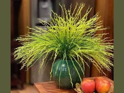 Khám phá vẻ đẹp giản dị của loài hoa cau tinh khiết