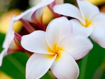 Tìm hiểu đặc điểm và ý nghĩa của hoa sứ trắng tuyệt đẹp