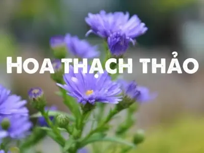 Khám phá vẻ đẹp nhẹ nhàng và ý nghĩa hoa thạch thảo