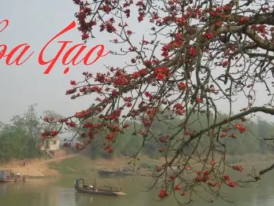 Tìm hiểu nguồn gốc và nét đẹp của loài hoa gạo Việt Nam