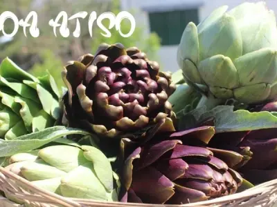 Hoa atiso – Vẻ đẹp và giá trị dược liệu độc đáo khó quên