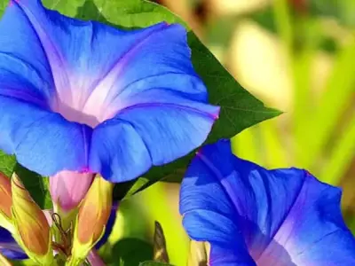 Khám phá vẻ đẹp và ý nghĩa độc đáo của hoa bìm bìm xanh