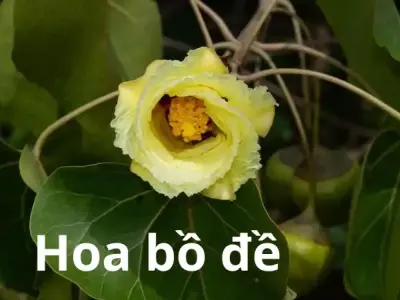 Khám phá vẻ đẹp và ý nghĩa thiêng liêng của hoa bồ đề