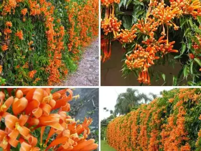 Vẻ đẹp nổi bật và ý nghĩa phong thủy may mắn của hoa chùm ớt