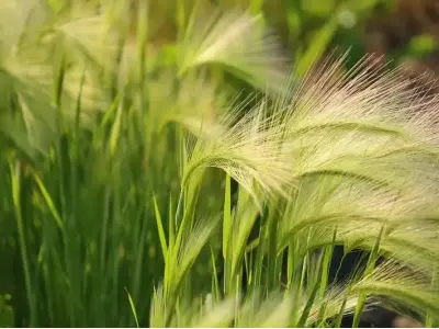 Hoa cỏ may – Loài hoa giản dị nhưng đầy ý nghĩa cuộc sống