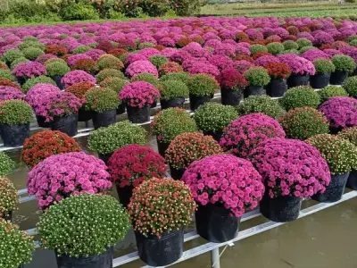 Khám phá vẻ đẹp rực rỡ và ý nghĩa phong thủy hoa cúc mâm xôi