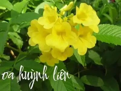 Vẻ đẹp rực rỡ và ý nghĩa phong thủy của hoa huỳnh liên