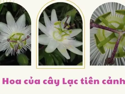 Tác dụng và cách sử dụng Hoa lạc tiên hiệu quả cho sức khỏe