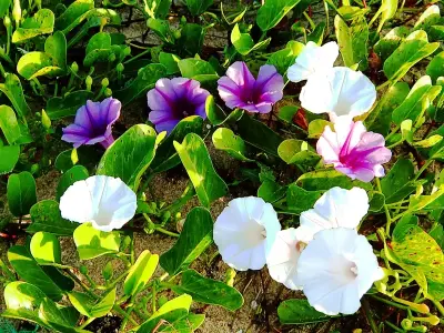 Hoa rau muống giản dị đẹp và ý nghĩa trong đời sống Việt