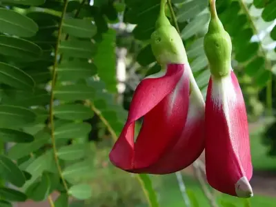 Khám phá công dụng, giá trị và hình ảnh đẹp của hoa so đũa