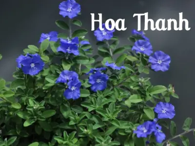Vẻ đẹp hoa thanh tú mang đến sự thư thái cho vườn nhà