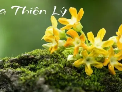 Hoa thiên lý – Loài hoa dân dã mang hương vị khó quên
