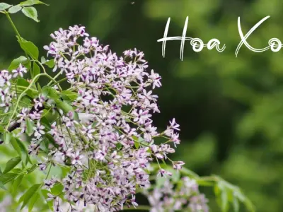 Hoa xoan tím – Nét đẹp dung dị nơi làng quê Việt Nam
