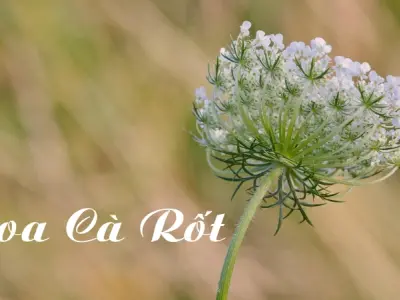 Tìm hiểu về hoa cà rốt – Loài hoa giản dị mà đầy quyến rũ