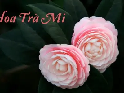 Hoa trà mi – Vẻ đẹp thuần khiết của loài hoa mùa đông