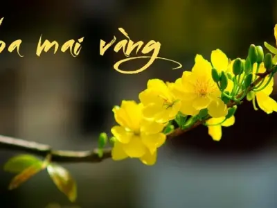 Hoa mai vàng – Biểu tượng sắc xuân tỏa sáng khắp mọi nhà