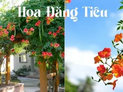 Chiêm ngưỡng vẻ đẹp mềm mại của Hoa Đăng Tiêu mùa hè