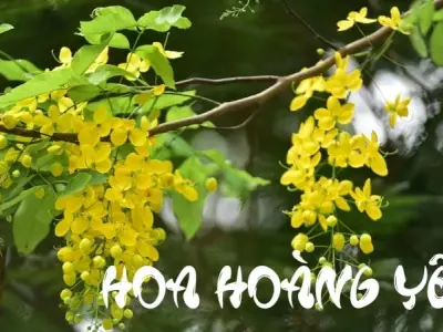 Chiêm ngưỡng sắc vàng hoa hoàng yến rực rỡ trong mùa hè