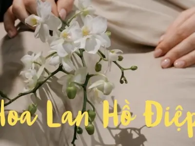 Hoa lan hồ điệp – Vẻ đẹp sang trọng và may mắn bền lâu