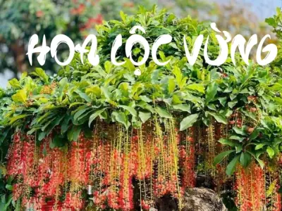 Vẻ đẹp và giá trị phong thủy của Hoa lộc vừng trong đời sống