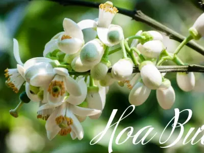 Hoa bưởi trắng thơm ngát và hình ảnh gắn liền quê hương