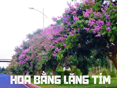 Vẻ đẹp hoa bằng lăng tím làm say đắm lòng người ngắm nhìn