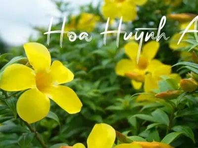 Hoa huỳnh anh sắc vàng rực rỡ nổi bật trong thiên nhiên