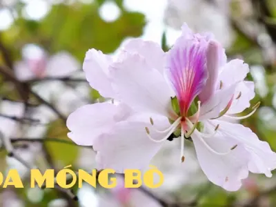 Hoa móng bò – Sắc tím nhẹ nhàng điểm tô thiên nhiên