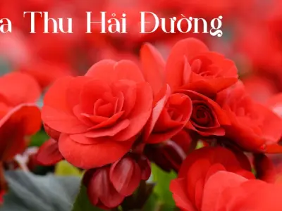 Hoa thu hải đường – Nét duyên dáng làm say lòng người