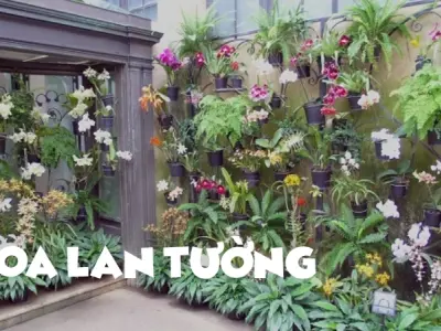 Hoa lan tường – Nét đẹp mong manh làm say đắm lòng người