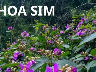 Hoa sim – Sắc tím mộng mơ làm say đắm núi đồi Việt Nam