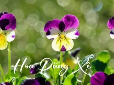Hoa păng xê – Loài hoa nhỏ nhưng mang vẻ đẹp kiêu sa