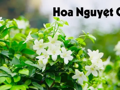 Hoa nguyệt quế – Biểu tượng chiến thắng và vẻ đẹp cao quý
