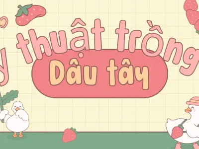 Kỹ thuật trồng dâu tây đúng chuẩn cho người mới bắt đầu