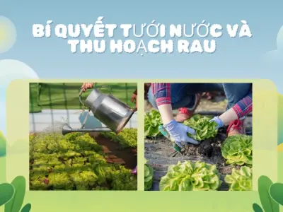 Trồng xà lách tại nhà nhanh chóng, dễ thực hiện cho mọi người