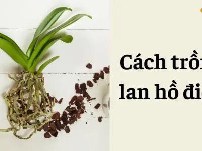 Cách trồng lan hồ điệp giữ màu hoa đẹp lâu ngày – Bí kíp