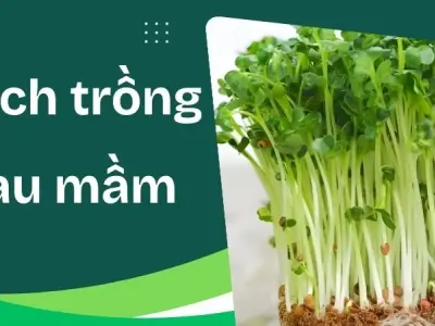 Cách trồng rau mầm sạch ngon, giàu vitamin cho gia đình