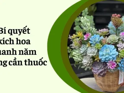 Cách trồng sen đá xanh mướt, nở hoa rực rỡ quanh năm