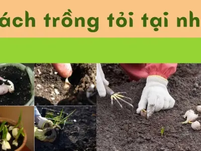 Cách trồng tỏi tại nhà không cần nhiều kinh nghiệm