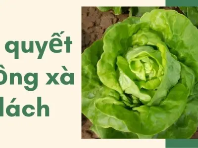 Bí quyết trồng xà lách tại nhà xanh tốt, thu hoạch quanh năm