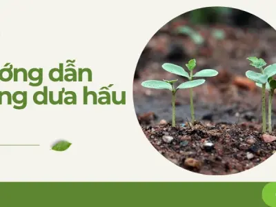 Kỹ thuật trồng dưa hấu tại nhà sai quả, ngọt mát tuyệt hảo