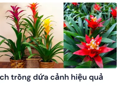 Hướng dẫn trồng cây dứa cảnh đúng kỹ thuật cực bền và cực đẹp