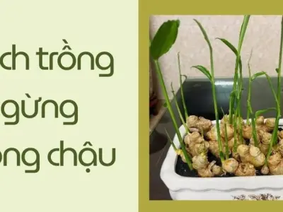 Cách trồng gừng trong chậu đơn giản, thu hoạch quanh năm