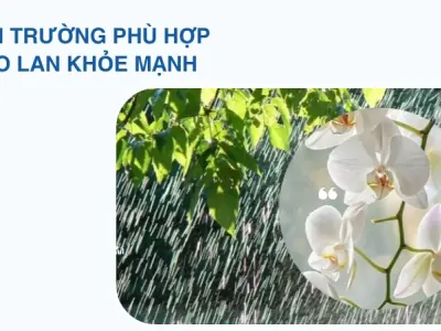 Kinh nghiệm trồng lan đơn giản và bí quyết dưỡng cây bền đẹp